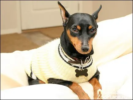 Miniatură istorie Pinscher, caracter, îngrijire, căței, foto, video (Pinscher) Istoricul Pinscher miniatură, caracter, îngrijire, căței, foto, video