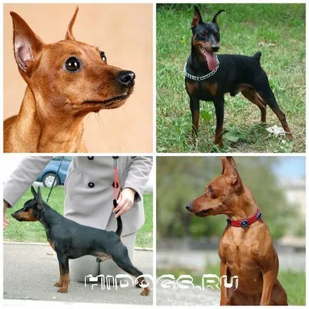 Miniature Pinscher miniatură standard de rasa Pinscher, dresirovka (foto)
