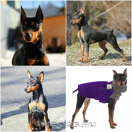 Miniature Pinscher miniatură standard de rasa Pinscher, dresirovka (foto)