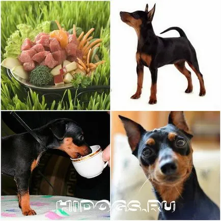 Miniature Pinscher miniatură standard de rasa Pinscher, dresirovka (foto)