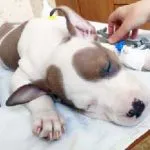 Castrarea câini pro și contra, comentarii, rase mici, și contra, efectele vârstei la care,