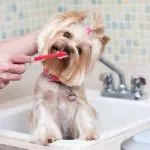 Castrarea câini pro și contra, comentarii, rase mici, și contra, efectele vârstei la care,