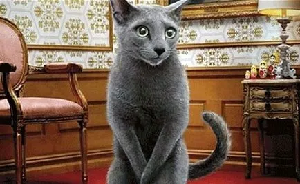 Castrarea o pisica castrati la ce varsta, este necesar, la toate pentru a face, și vârsta optimă (castrare) Castrarea o pisica castrati la ce varsta, este necesar, la toate pentru a face, și vârsta optimă