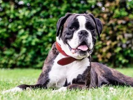 câine argumente pro și contra castrare, vârsta, în special în chirurgie
