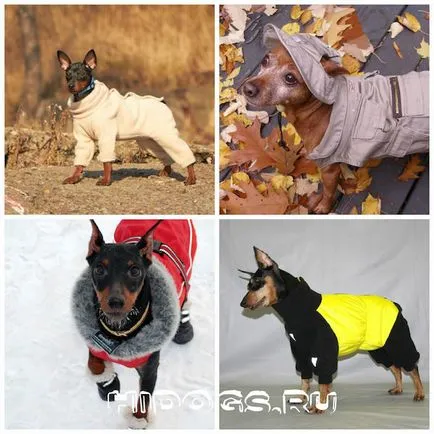 Miniature Pinscher miniatură standard de rasa Pinscher, dresirovka (foto)