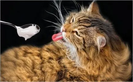 Ce mănâncă o pisică