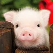 De ce vis a vis-o carte de porc de porc vis un vis (porc) De ce vis a vis-o carte de porc de porc vis un vis