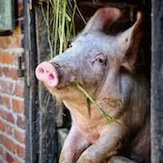De ce vis a vis-o carte de porc de porc vis un vis (interpretare de vis) De ce vis a vis-o carte de porc de porc vis un vis