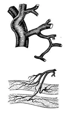 Clasa de insecte