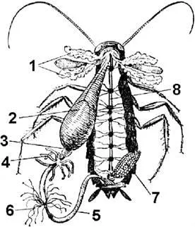Clasa de insecte