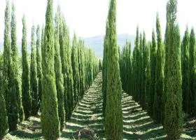 Cypress de îngrijire la domiciliu, în creștere de la semințe (acasă) Cypress de îngrijire la domiciliu, în creștere din semințe