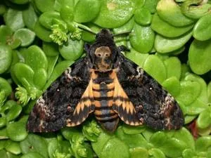 Cine este de fapt o insectă, ca un colibri