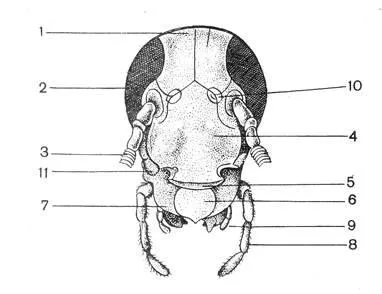 Clasa de insecte