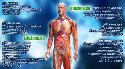 echilibrului acido-bazic