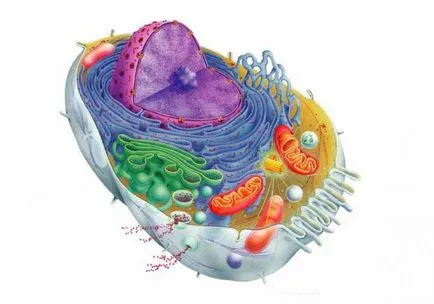 Definirea celulei, structura, clasificarea