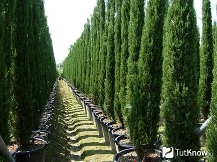 Cypress de îngrijire la domiciliu, în creștere din semințe (chiparos la domiciliu) Cypress de îngrijire la domiciliu, în creștere din semințe