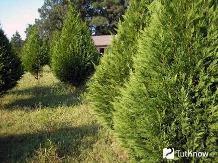 Cypress de îngrijire la domiciliu, în creștere din semințe (semințe de chiparos) Cypress de îngrijire la domiciliu, în creștere din semințe