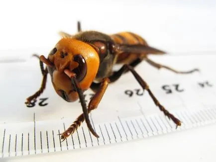 De ce vis despre albine interpretare de vis, roi pentru a vedea muscatura, viespe că înțepat în casă, o mare, atac,
