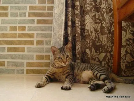Li Hua din China - rasa de pisici - pentru animale de companie