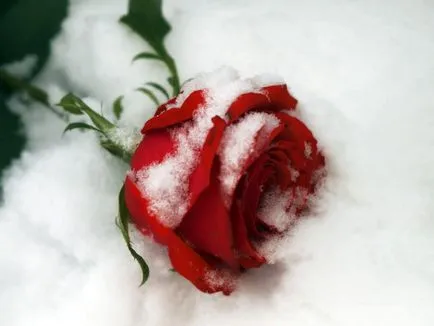 De ce vis de trandafiri (roșu, alb, roz, negru, și altele) fată, o femeie sau un buchet de petale (roșu) De ce vis de trandafiri (roșu, alb, roz, negru, și altele) fată, o femeie sau un buchet de petale