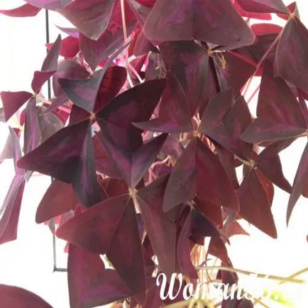 camera Oxalis - flori Oxalis triunghiular