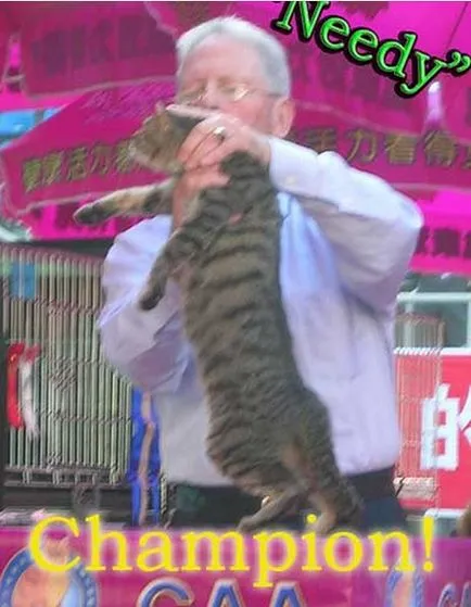 Li Hua din China - fotografie, pisici, pisoi, despre rasa, toate despre pisici