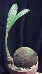 nucă de cocos copac