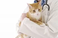 Atunci când este posibil pisica sterilizata (maturare) Cand pisica poate fi sterilizați