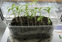 Când răsaduri de tomate scufunda după o tomate de pick în calendarul lunar 2017 pentru puieți în