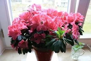 soiuri de flori de interior Camellia cu fotografii, recomandări pentru îngrijirea la domiciliu (japoneză Camellia floare fotografie Amelia de îngrijire la domiciliu de cultivare) soiuri de flori de interior Camellia cu fotografii, recomandări pentru îngrijirea la domiciliu