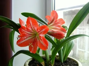 de îngrijire la domiciliu Lily cameră și clasificare, plantare de cumpărare acasă Lily (acasă) de îngrijire la domiciliu Lily cameră și clasificare, cumpărare de plantare acasă crin