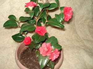 flori de interior soiuri de Camellia cu fotografii, recomandări pentru îngrijirea la domiciliu (poze) soiuri de flori de interior Camellia cu fotografii, recomandări pentru îngrijirea la domiciliu