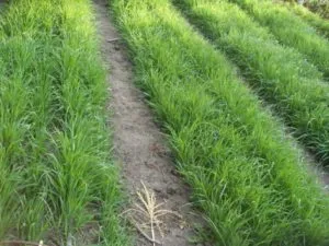 Atunci când planta de secară ca și caracteristici principale de cultură nuanțe întelegatoare convietuire îngrijire și aplicarea (întelegatoare convietuire) Atunci când planta secară ca principală cultură nuanțe întelegatoare convietuire de îngrijire și caracteristici de aplicare