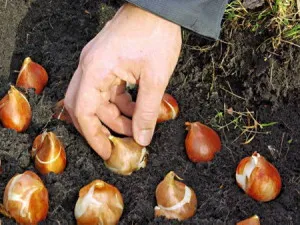 Când săpat șofran după înflorire