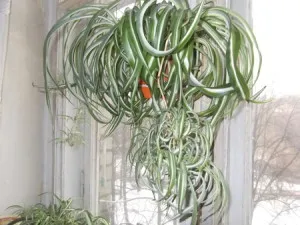 Chlorophytum houseplant linii directoare de îngrijire și de reproducere în casă