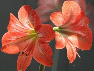 de îngrijire la domiciliu Lily cameră și clasificare, plantare de cumpărare acasă crin (cameră) de îngrijire la domiciliu Lily cameră și clasificare, cumpărare de plantare acasă crin