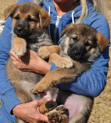Când să se vaccineze pui Shepherd, foto și video