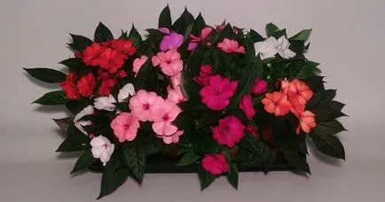 Impatiens camera - de îngrijire la domiciliu, boala