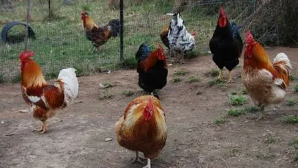 Coccidiozei la pui, găini, pui de carne simptome, tratament (coccidiozei) Coccidioza la pui, găini, pui de carne simptome, tratament
