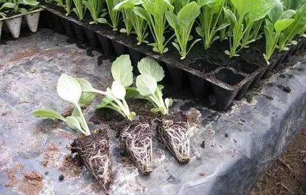Când să planteze răsaduri de varză tehnologie în creștere