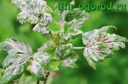 Când primăvara pulverizare coacăz Pest (spray) Când pulverizat coacăze împotriva dăunătorilor în primăvară