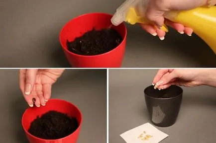 Atunci când se plantează răsaduri de pepene verde - date de plantare, metode și instrucțiuni pas cu pas!