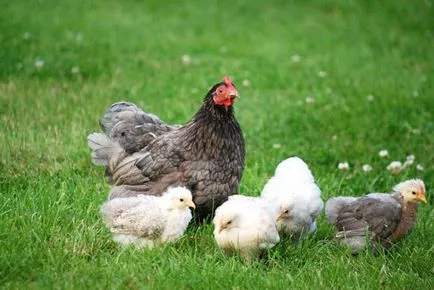 Coccidiozei la pui, găini, pui de carne simptome, tratament (pui) Coccidioza la pui, găini, pui de carne simptome, tratament