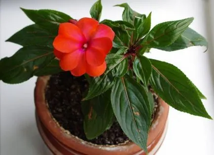 Impatiens camera - de îngrijire la domiciliu, boala