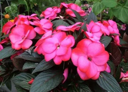 Impatiens camera - de îngrijire la domiciliu, boala