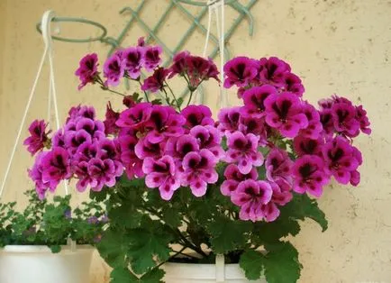Impatiens camera - de îngrijire la domiciliu, boala