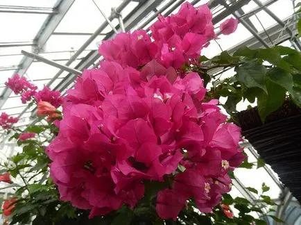 Bell jurnal, mister clopot-floare care pentru () Bell jurnal, Bell-floare este un mister pe care