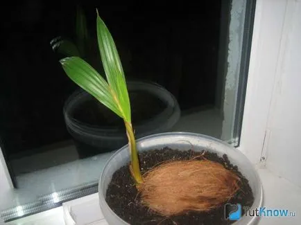 nucă de cocos copac la udare acasă, transplantare, temperatura (sub) nucă de cocos copac la domiciliu udare, transplantare, temperatura