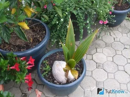 copac de nucă de cocos la domiciliu este real sau nu (nuca de cocos) copac de nucă de cocos este real sau nu acasă