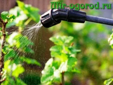 Când spray de coacăz Pest resort (coacăze) Când pulverizat coacăze împotriva dăunătorilor în primăvară